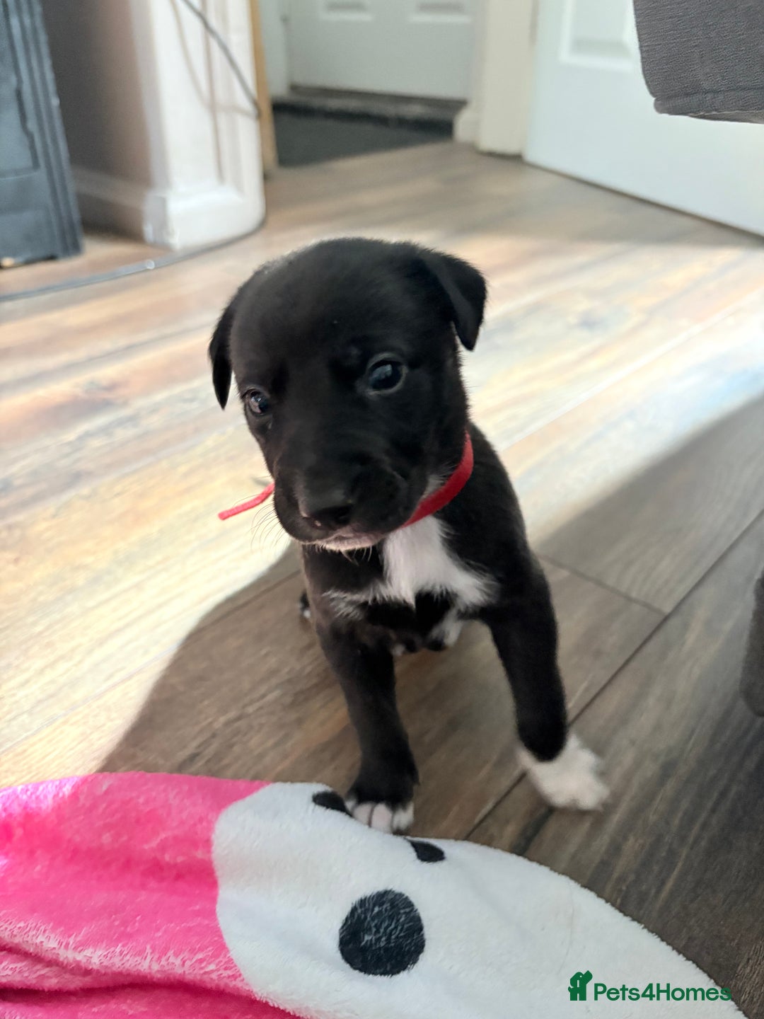 Mixed Breed dogs for sale: Beautiful whippet cross labrador(collie) puppies  - Image 35