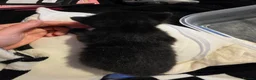 Mixed Breed cats for sale: 3 beautiful black and white kittens £25 in Manchester - Advert 12