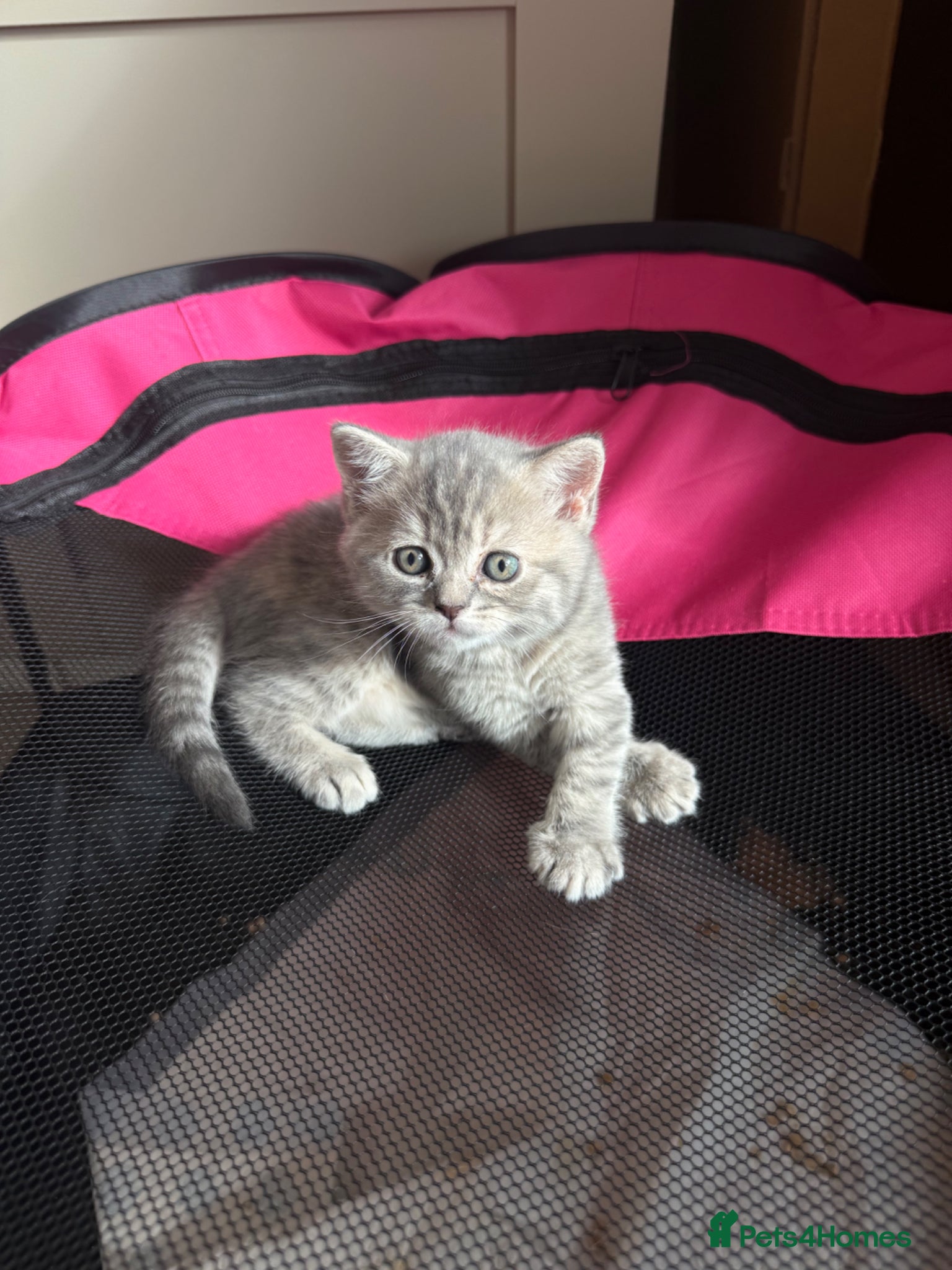Scottish Fold cats Scottish fold / Straight kittens  - Advert 10