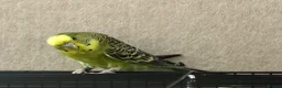 Budgerigars birds for sale: Beautiful budgies available  - Advert 10