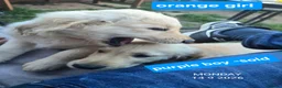Golden Retriever dogs for sale: KC Golden Retriever Puppies 1x GIRL LEFT   - Advert 5
