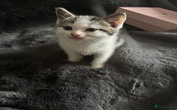 Mixed Breed cats for sale: Litter off 5 half bengal kittens  - Image 5