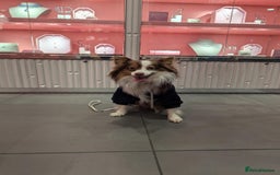 Australian Shepherd dogs for sale: Loving Toy Australian Shepherd - Image 3