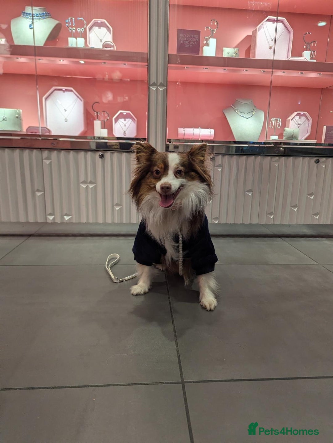 Australian Shepherd dogs for sale: Loving Toy Australian Shepherd - Image 3