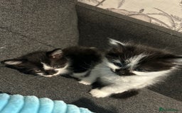 Mixed Breed cats for sale: Kittens  - Image 6