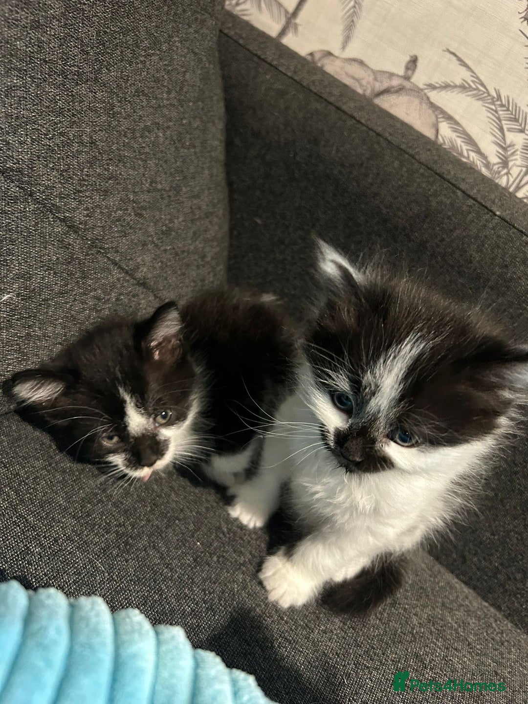 Mixed Breed cats for sale: Kittens  - Image 6