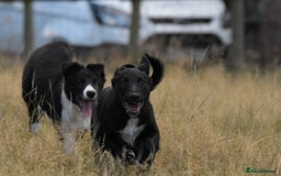 Mixed Breed dogs for sale: Kelpie x Collie puppies for sale!  - Image 4