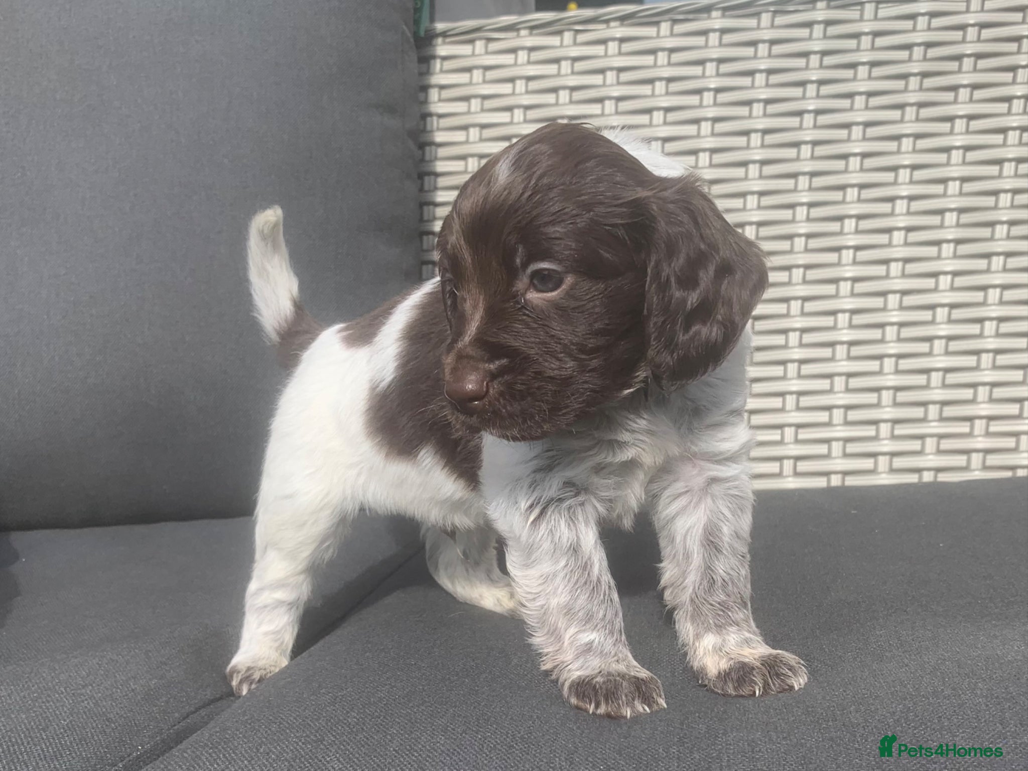 Mixed Breed dogs 4 beautiful puppies left  - Advert 1