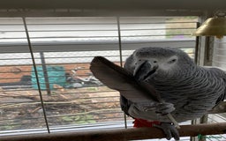Parrots birds for sale: African Grey Parrot - Image 5