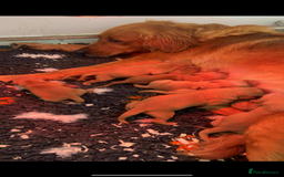 Golden Retriever dogs for sale: KC health tested Working line- FTAW dam  - Image 9
