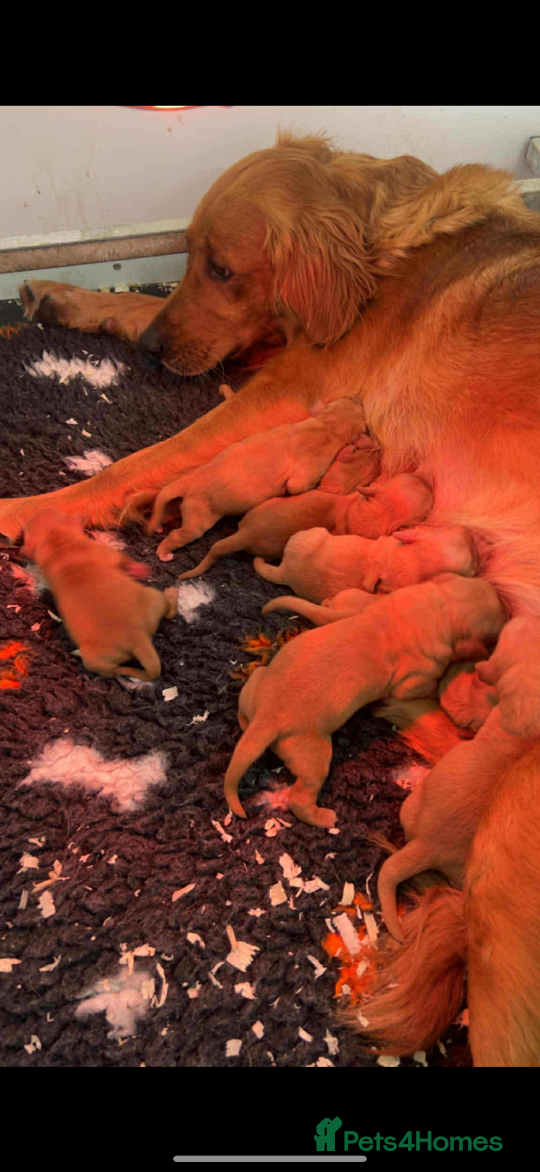 Golden Retriever dogs for sale: KC health tested Working line- FTAW dam  - Image 9