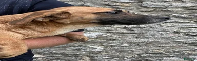 Mixed Breed 2