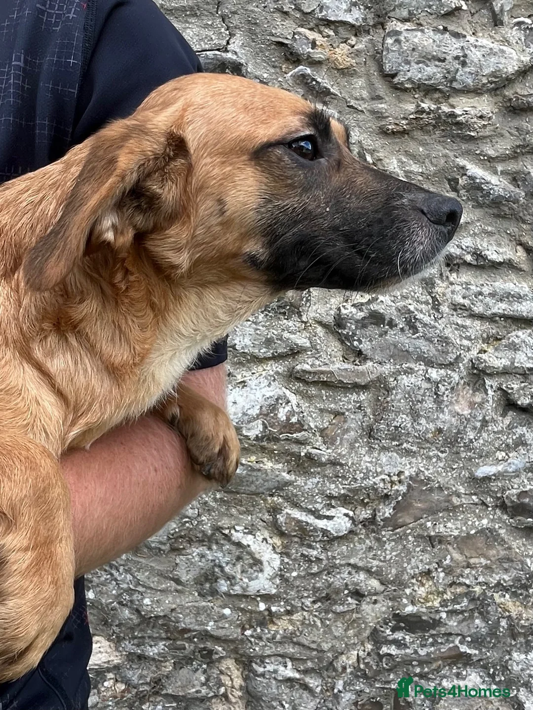 Mixed Breed dogs for sale: Teckel cross spaniel puppies  in Honiton - Advert 2