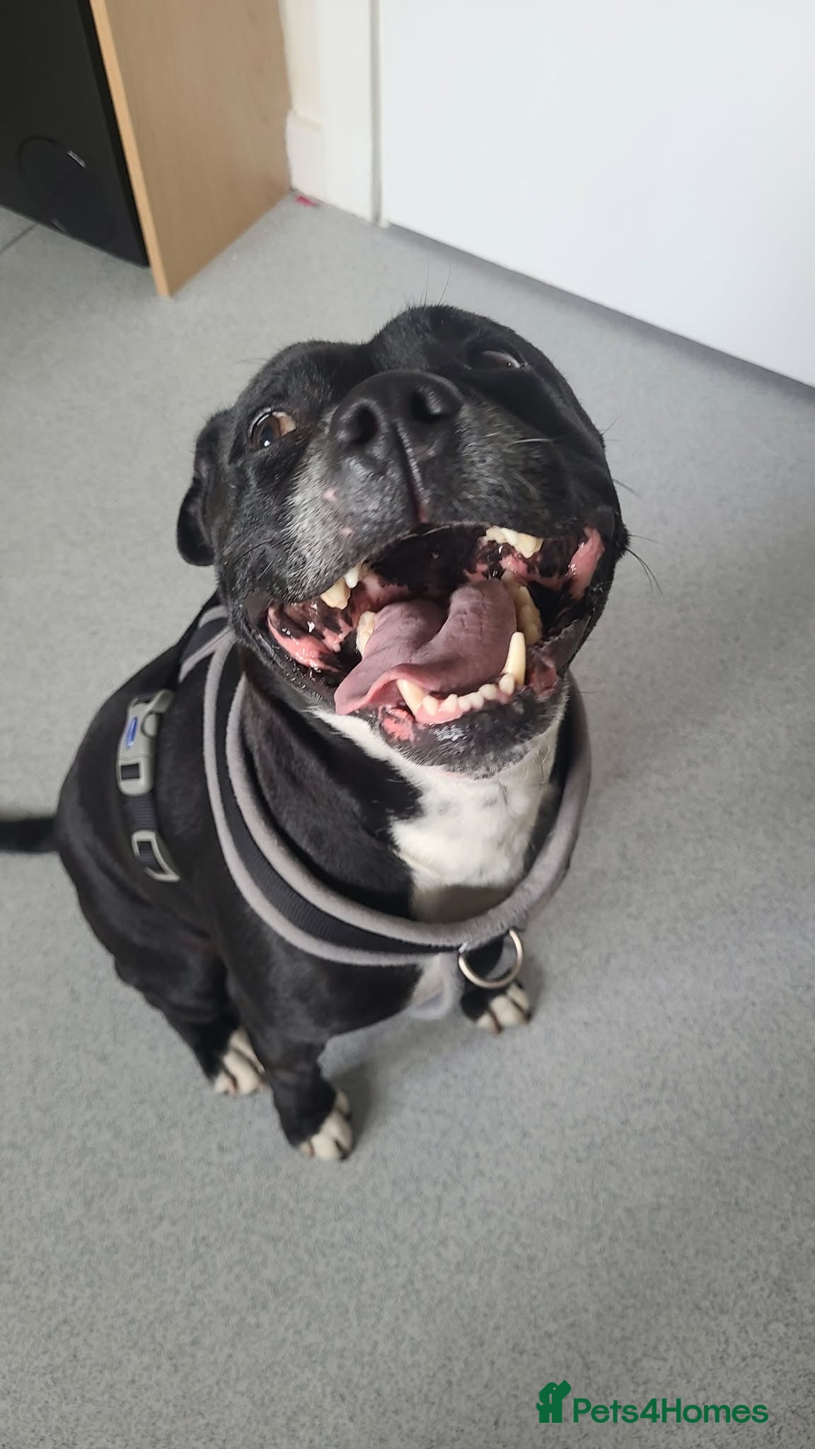 Staffordshire Bull Terrier dogs Czarny - pronounced Sharna  - Advert 6