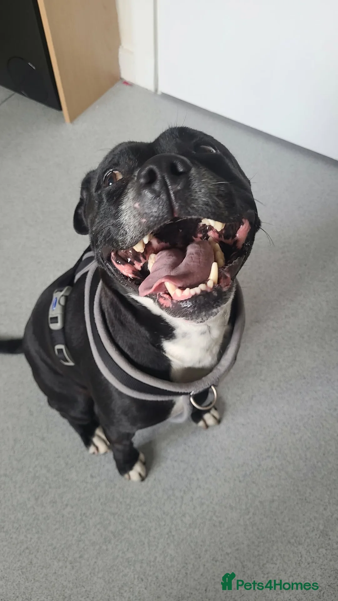 Staffordshire Bull Terrier dogs for sale: Czarny - pronounced Sharna  in Bishop Auckland - Advert 1