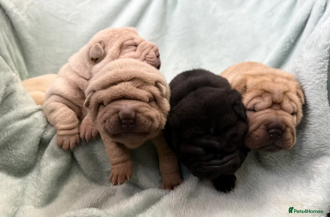Shar Pei dogs for sale: Beautiful pure shar pei puppies - Advert 1