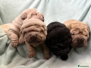 Shar Pei dogs Beautiful pure shar pei puppies - Advert 1