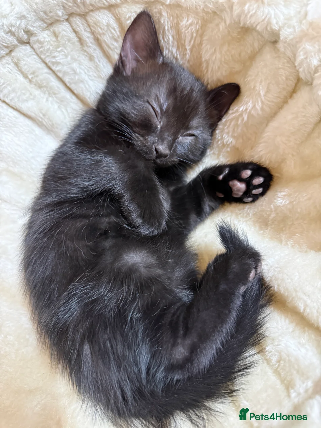 Mixed Breed cats for sale: Tortie kitten - Girl  - Advert 2