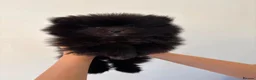 Pomeranian dogs for sale: Beautiful Pomeranian Puppies - Advert 11