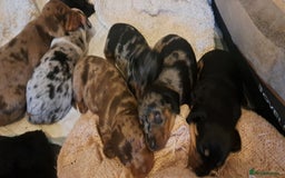 Dachshund dogs for sale: STUNNINGLY,  GORGEOUS DACHSHUND PUPPIES 🐶 😍  - Image 21