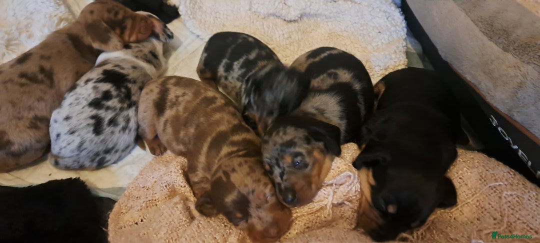 Dachshund dogs for sale: STUNNINGLY,  GORGEOUS DACHSHUND PUPPIES 🐶 😍  - Image 21