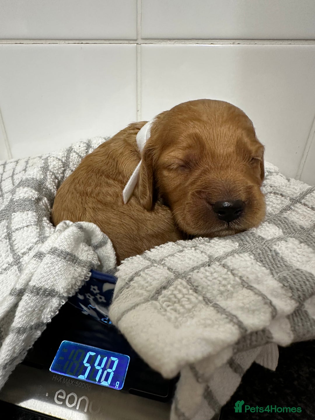 Cockapoo dogs for sale: Red & Apricot Cockapoo puppies  - Advert 36