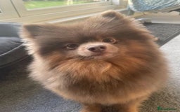 Pomeranian dogs for sale: Beautiful kc reg pomeranian - Image 2