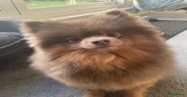 Pomeranian dogs - Advert 9