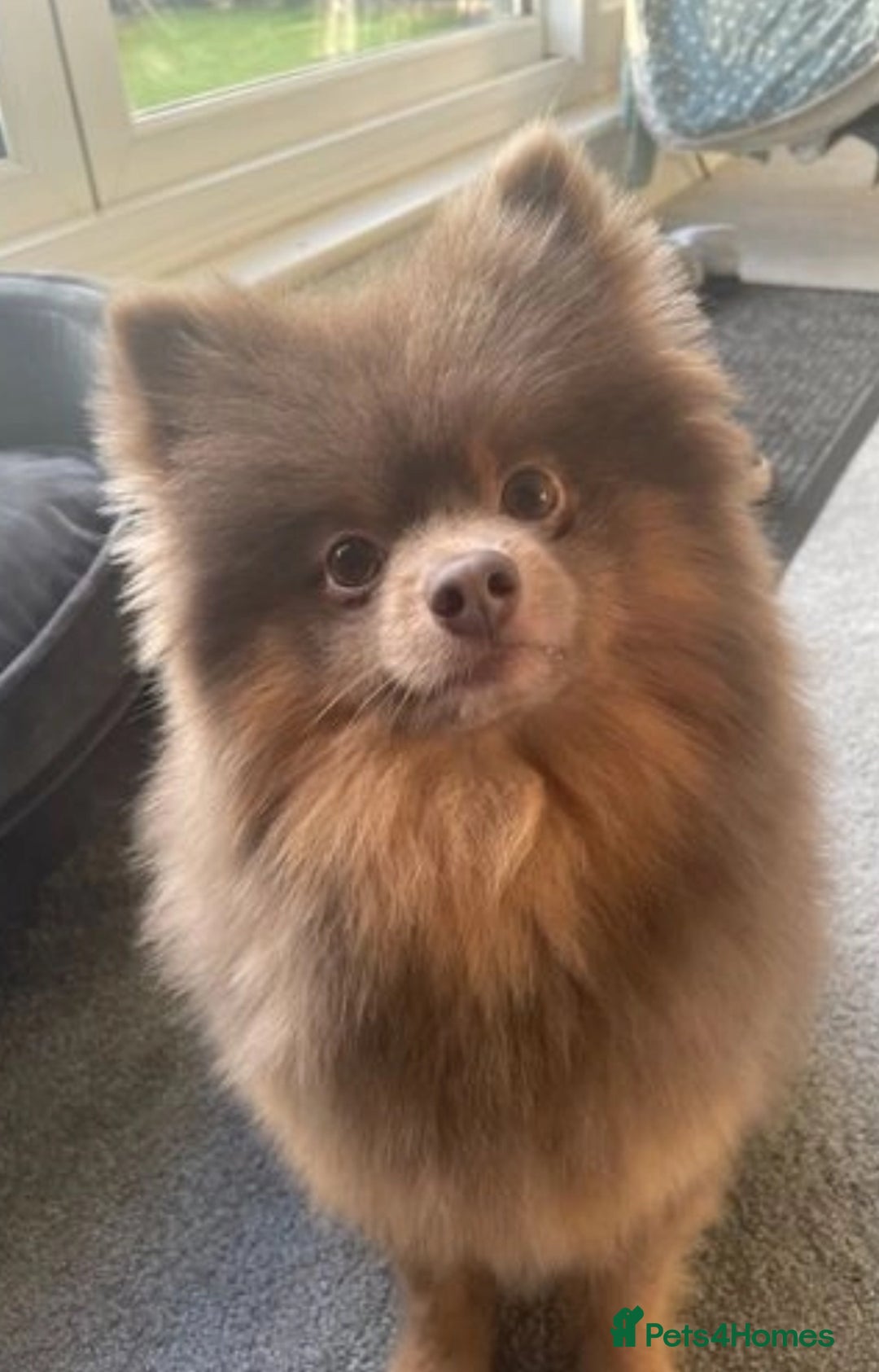 Pomeranian dogs for sale: Beautiful kc reg pomeranian - Image 2