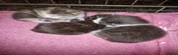 Mixed Breed cats for sale: Kittens - Advert 3