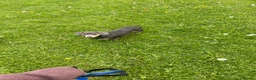 Miniature Dachshund dogs for stud: Blue miniature daschund  in Leeds - Advert 3