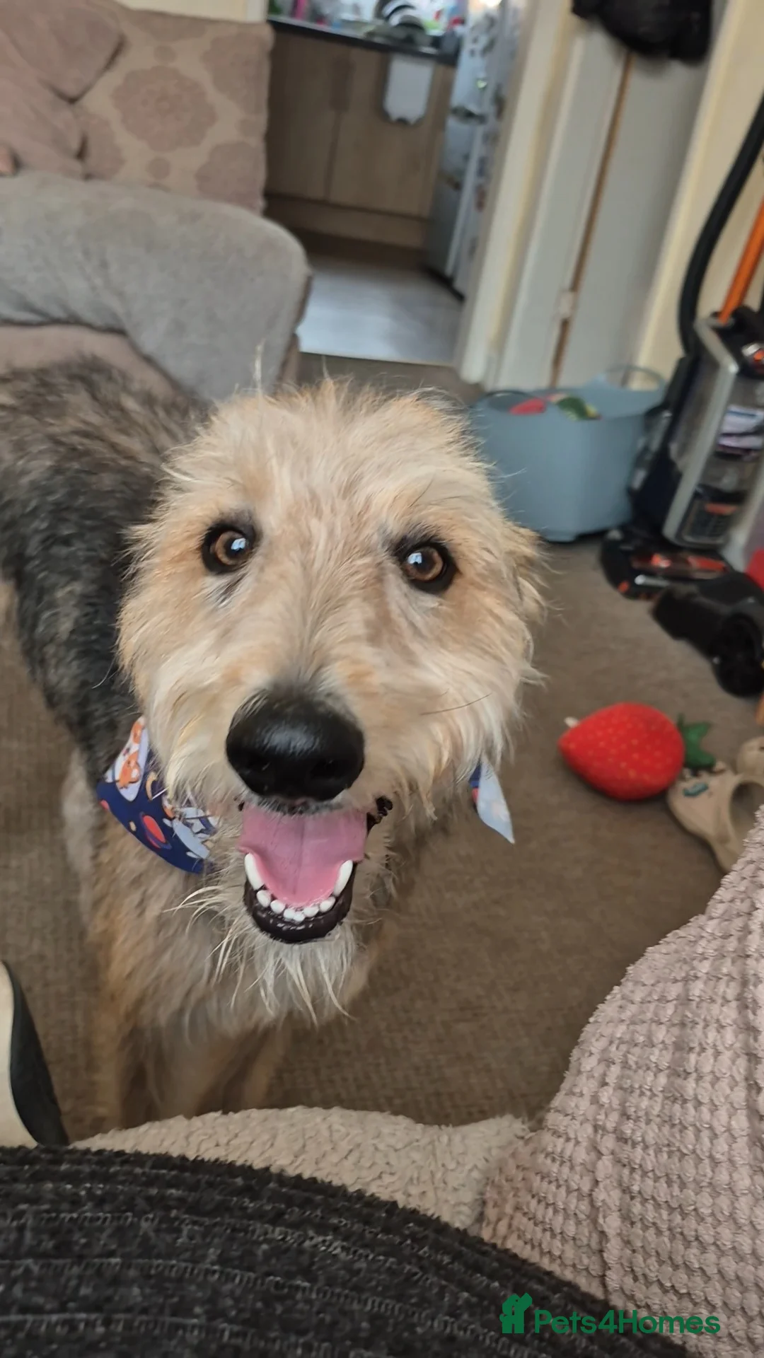 Mixed Breed dogs for sale: 18 month old male Bedlington X Whippet  - Advert 1