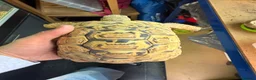 Tortoise reptiles for sale: Leopard male tortoise for sale - Advert 3