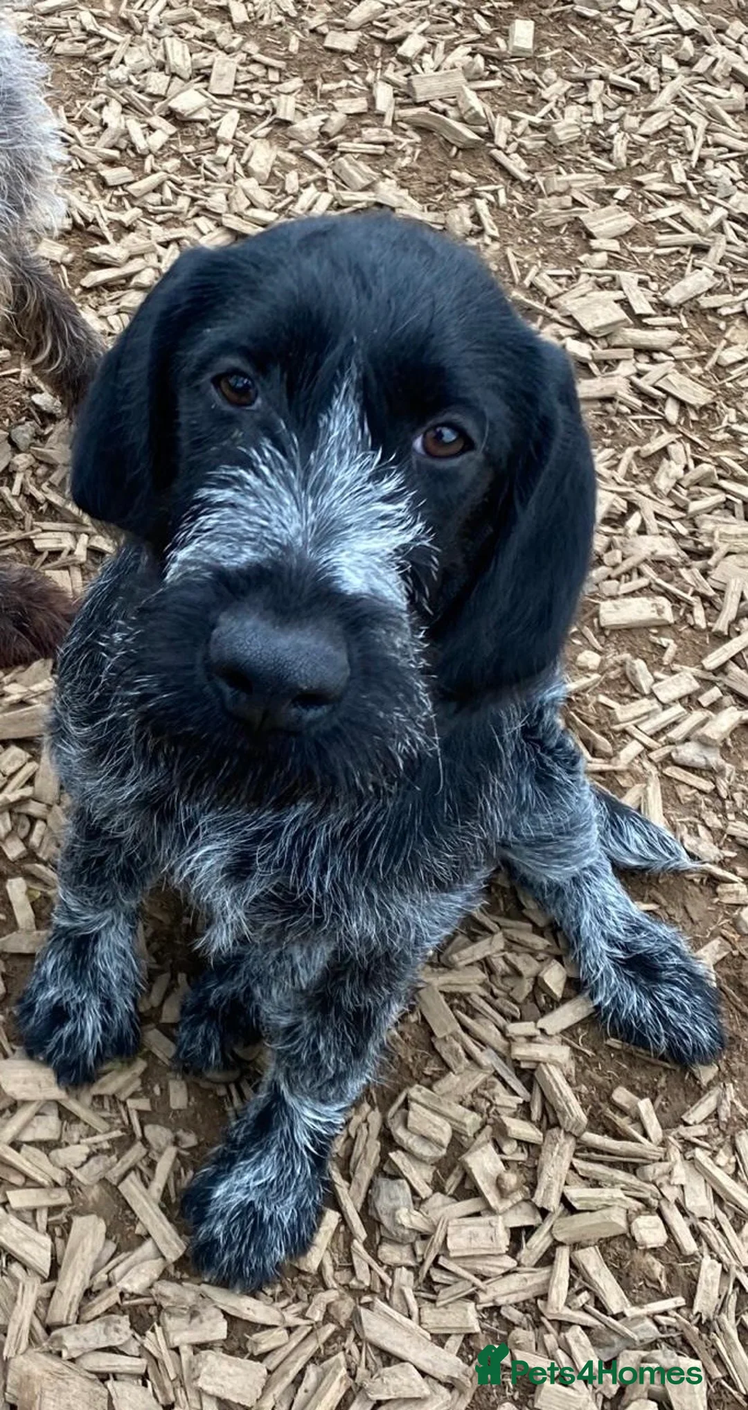 German Wirehaired Pointer dogs for sale: 5 Star Council Registered Breeder litter of GWP  - Advert 2