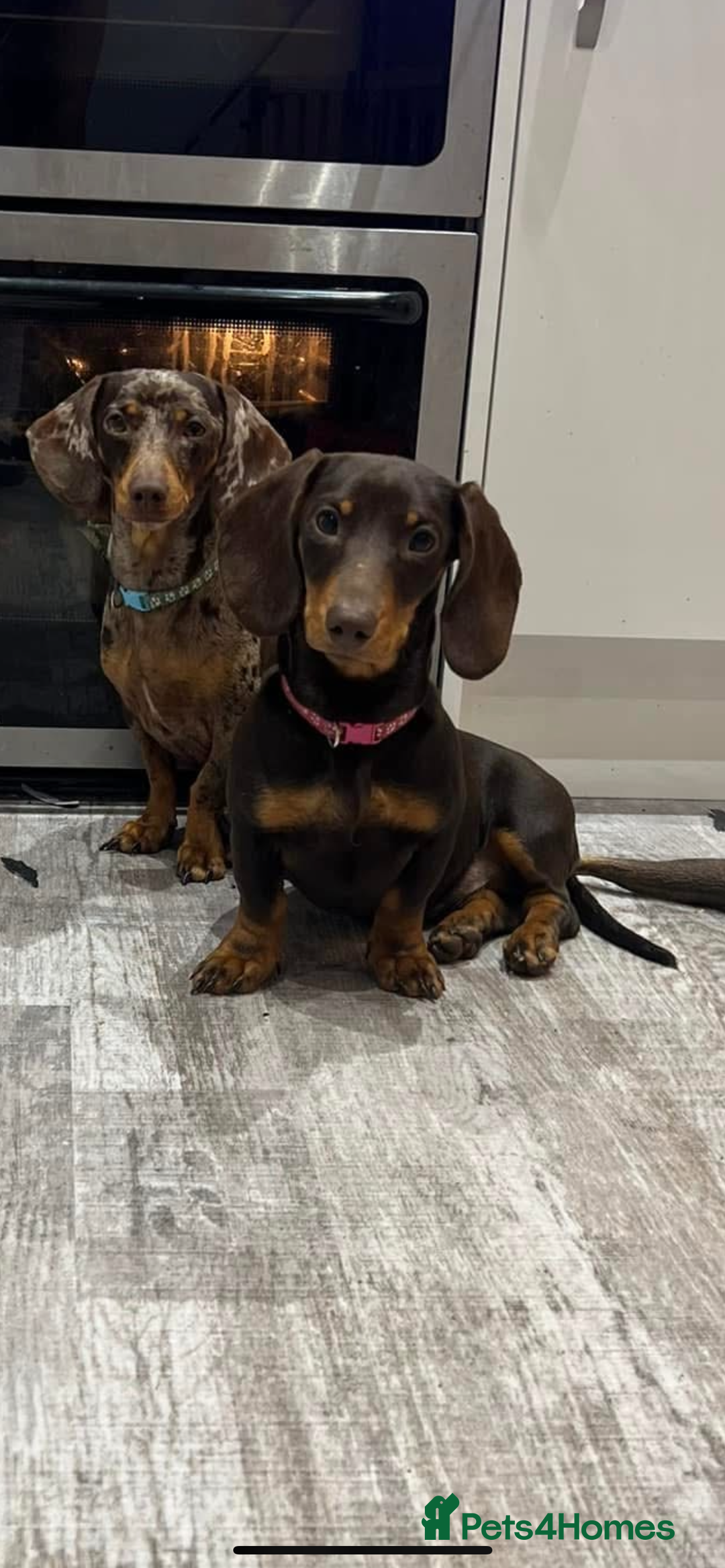 Mixed Breed dogs for sale: LAST GIRL 🩷 daxipoo - Advert 18