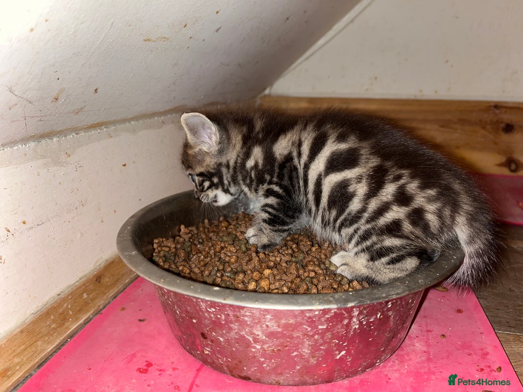 Bengal cats for sale: Bengal  - Image 6