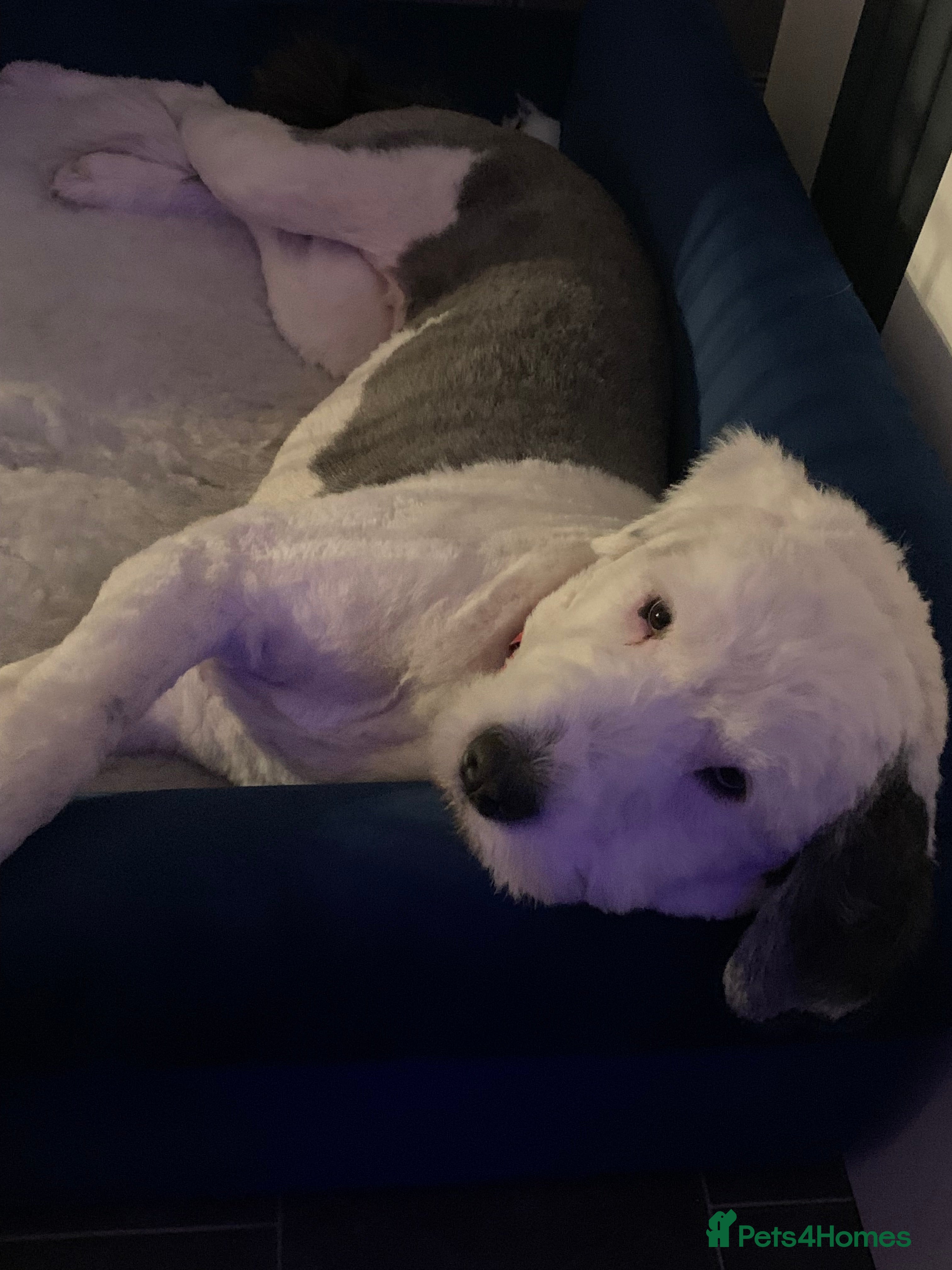 Mixed Breed dogs Female old english sheep dog x newfoundland - Advert 6