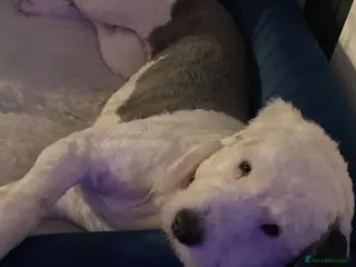 Mixed Breed dogs Female old english sheep dog x newfoundland - Advert 6