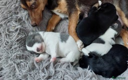Jack Russell dogs for stud: Jack Russell for stud  - Image 11