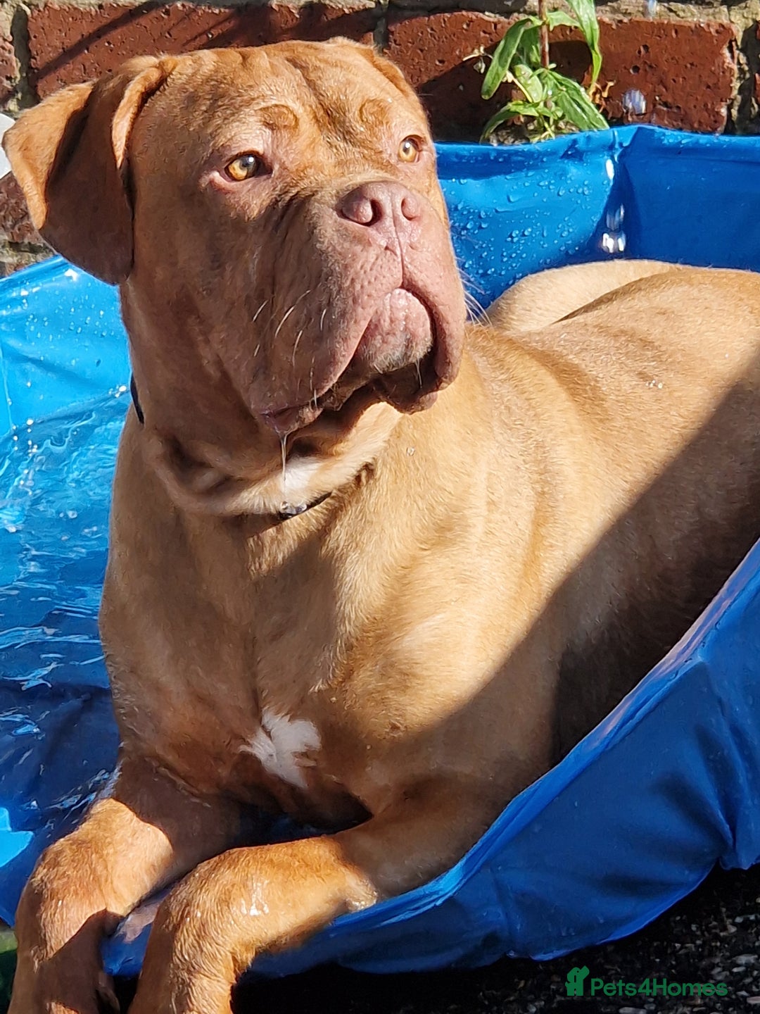 Mixed Breed dogs for sale: URGENT. Bruce the bordeux  - Image 1