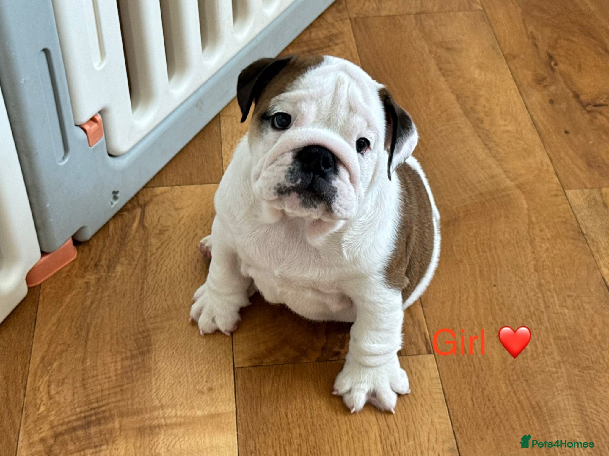 English Bulldog dogs Beautiful KC Reg Bulldog Puppies - Advert 1