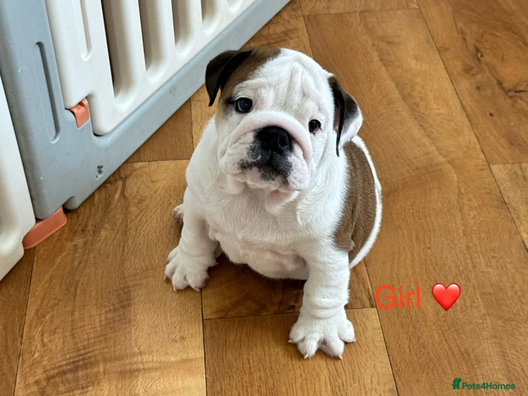 English Bulldog dogs for sale: Beautiful KC Reg Bulldog Puppies - Advert 1
