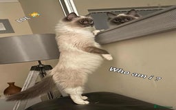 Ragdoll cats for sale: Stunning pure ragdoll male ❤️ - Image 9
