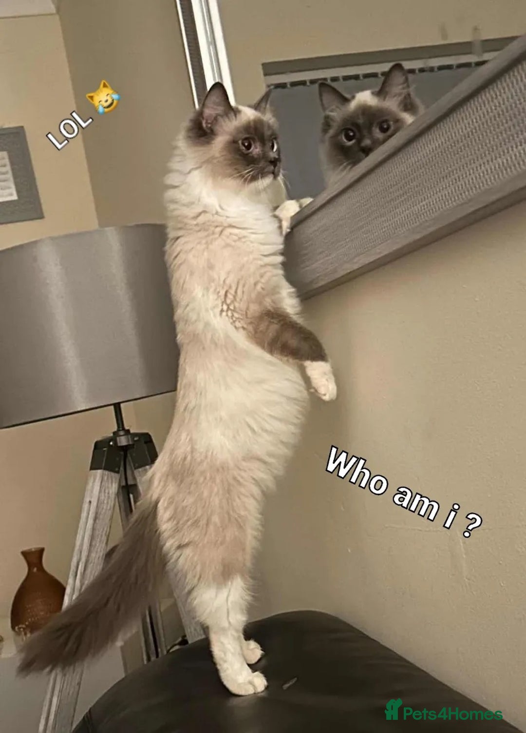 Ragdoll cats for sale: Stunning pure ragdoll male ❤️ - Image 9