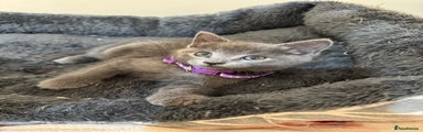 Russian Blue Kitten 2