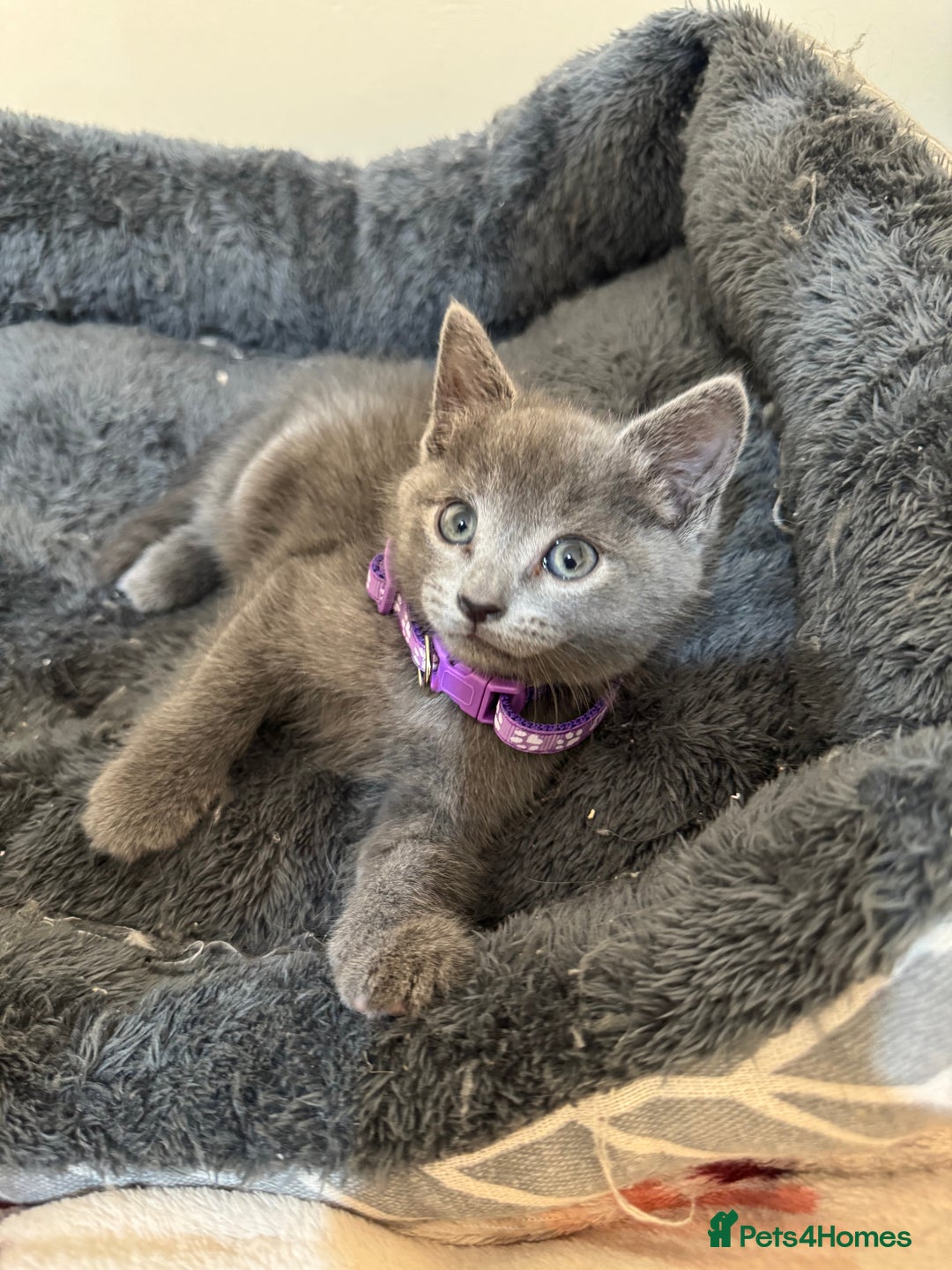 Russian Blue cats for sale: Russian Blue kittens - Advert 2