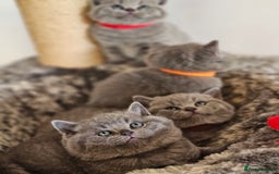 British Shorthair cats for sale: British Shorthair Blue kittens  - Image 6
