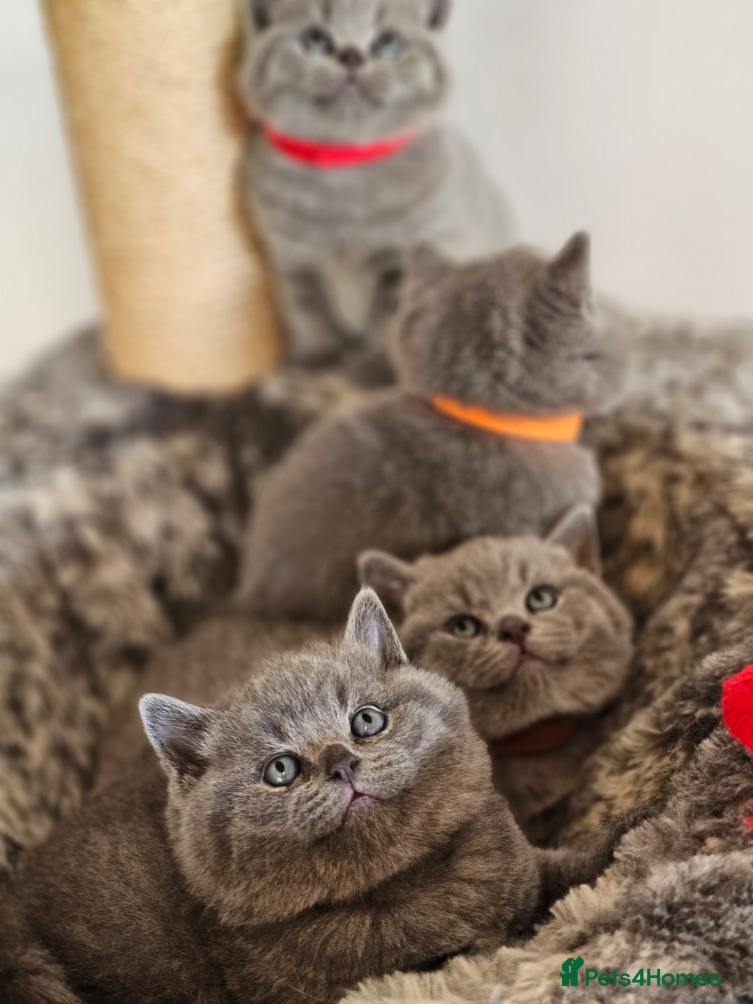 British Shorthair cats for sale: British Shorthair Blue kittens  - Image 6