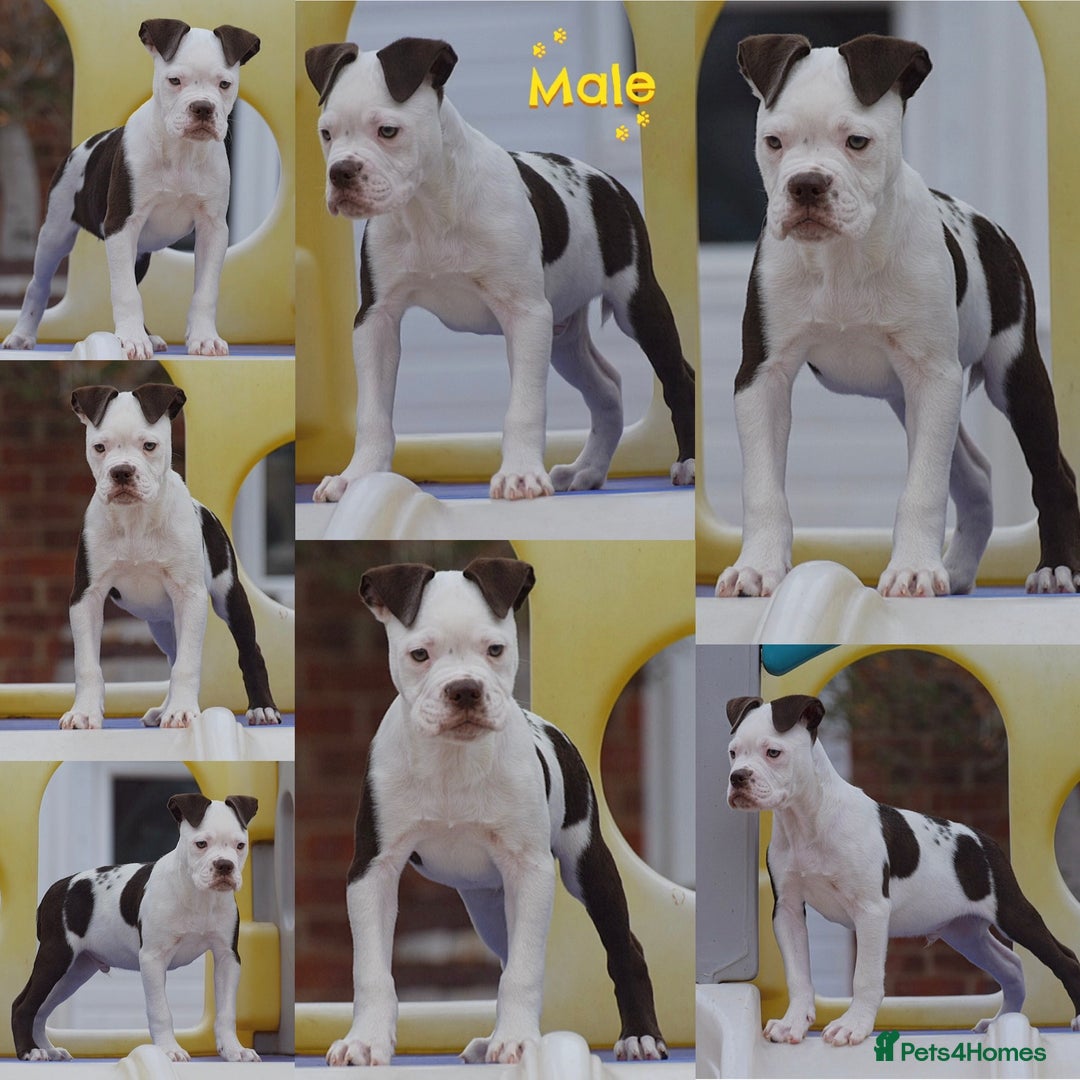 Old Tyme Bulldog dogs for sale: Why Settle for Less? 5⭐️Rated, 23 Years Experience - Advert 2