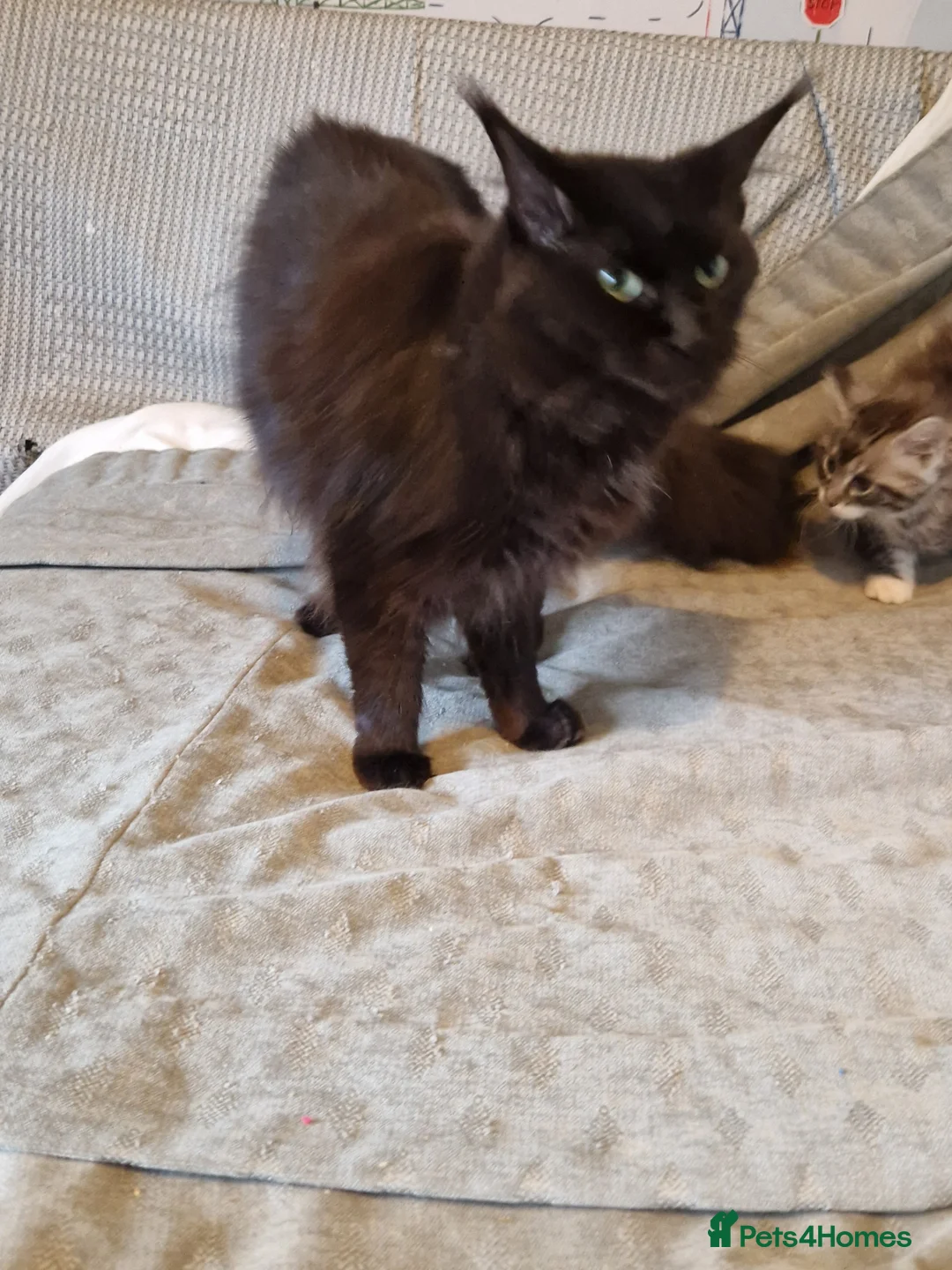 Maine Coon cats for sale: Beautiful maine coon kitten - Advert 5